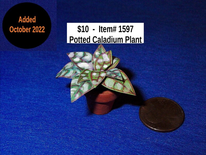 $10  -  Item# 1597 -  Potted Caladium Plant